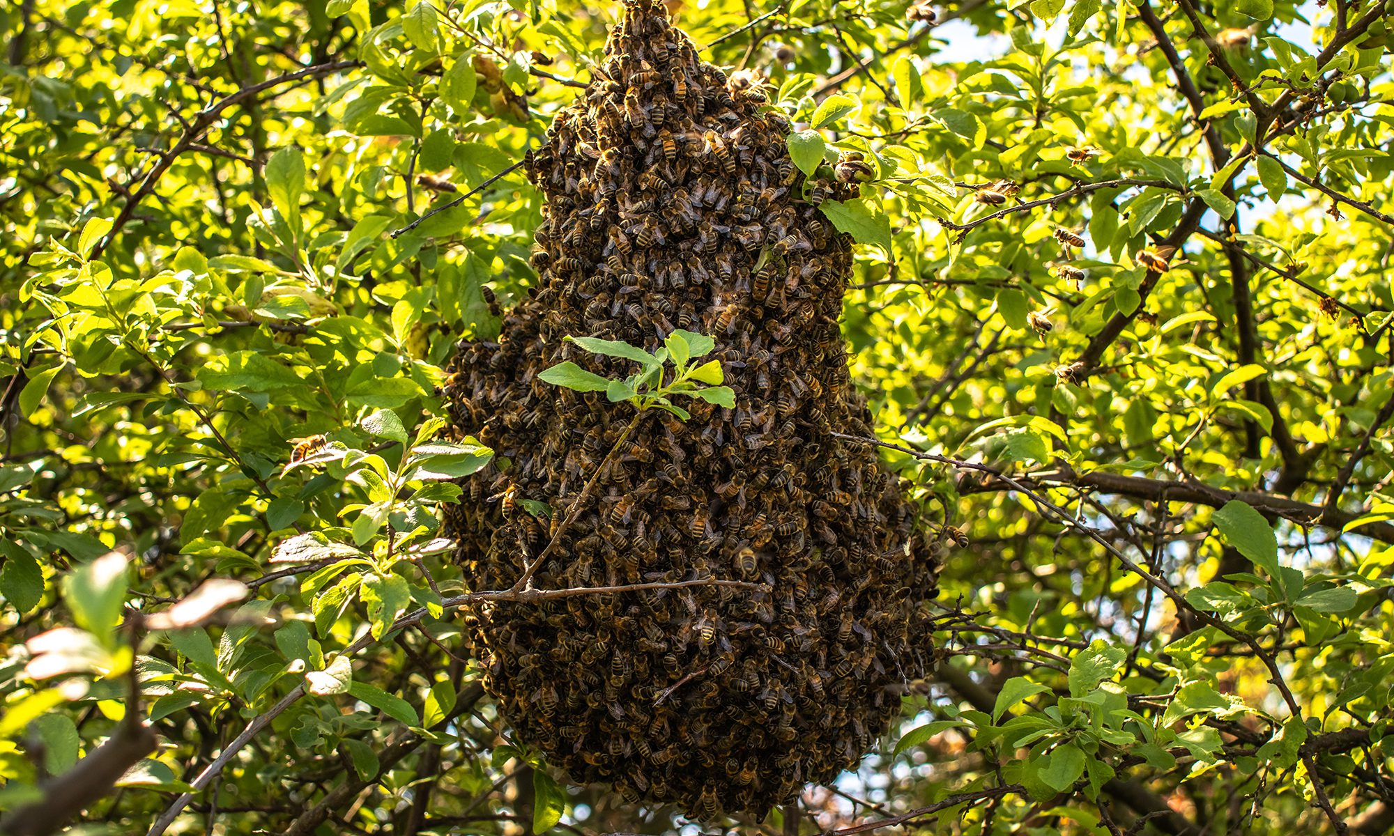 Swarm Collection