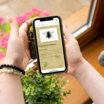 Bee ID scan the QR code