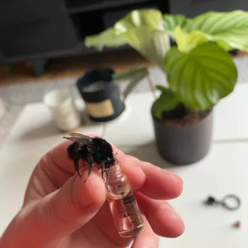 Saving a bee with bee revival kit