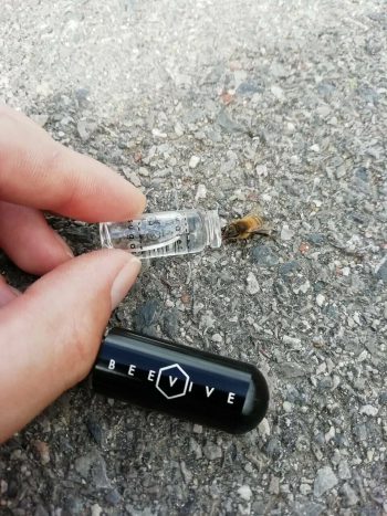 The Original Bee Revival Kit - Black Edition - Image 5