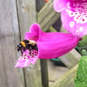 Bee-Friendly Wildflower Seed Bombs - Image 4