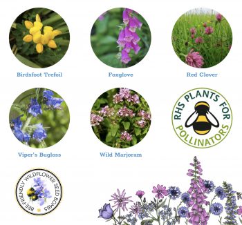 Bee-Friendly Wildflower Seed Bombs - Image 6
