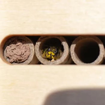 Solitary bee hotel