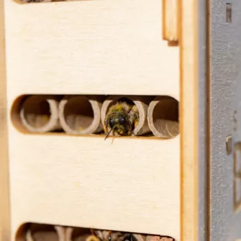 Solitary bee hotel